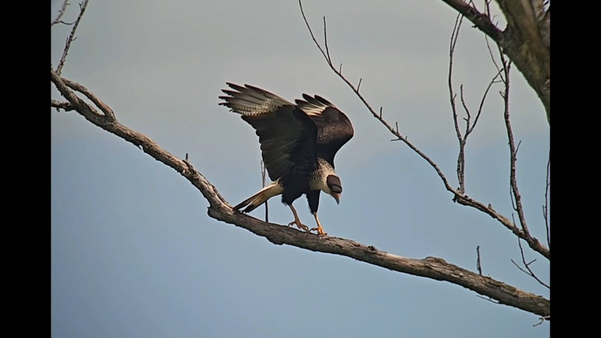 Crested Caracara - ML619990597