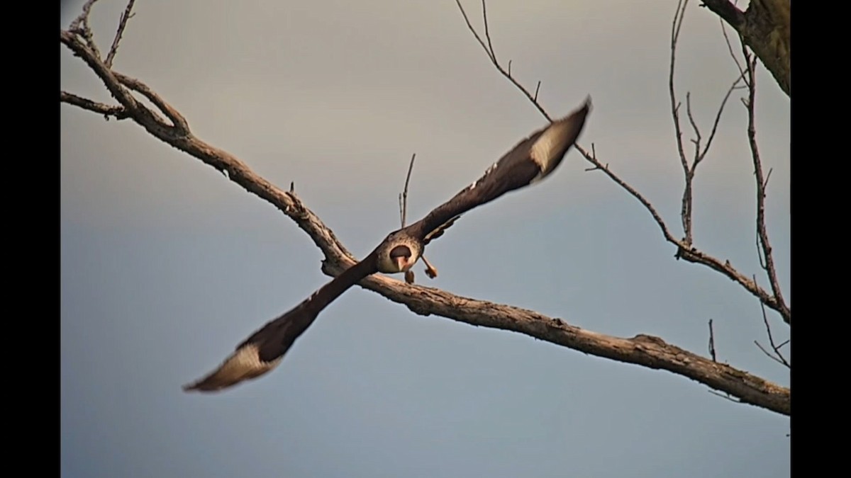 Crested Caracara - ML619990598