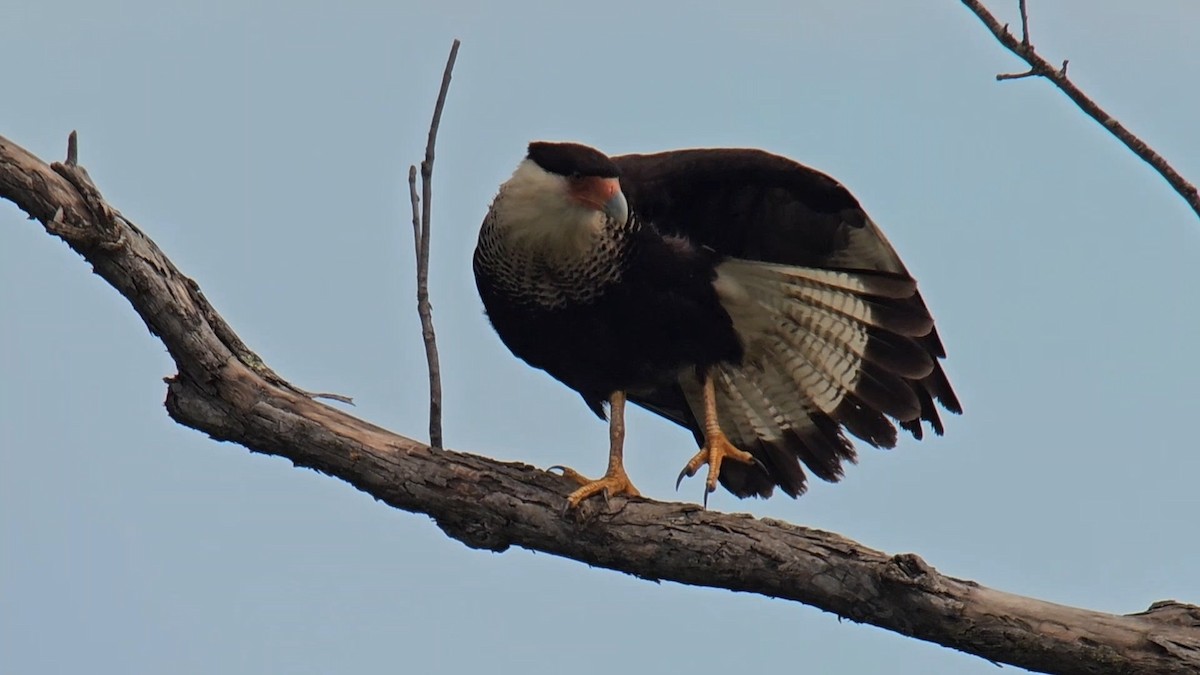 Crested Caracara - ML619990600