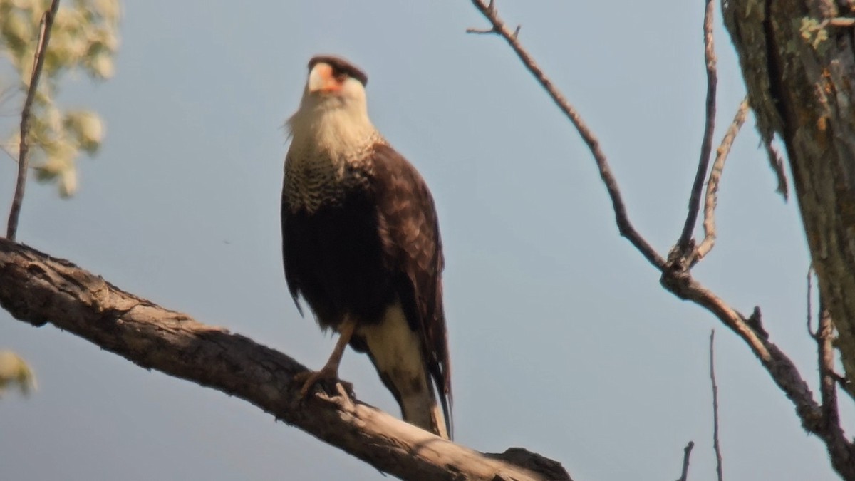 Crested Caracara - ML619990601