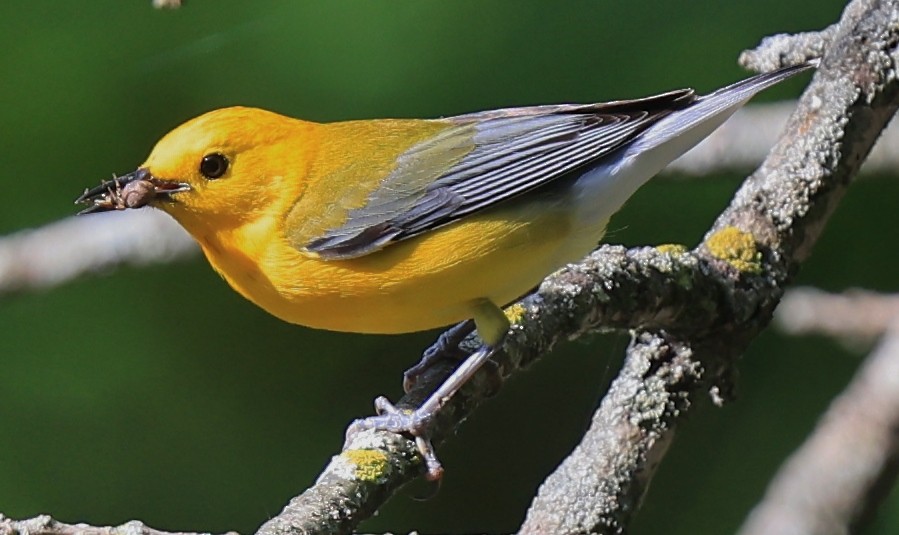 Prothonotary Warbler - ML619990606
