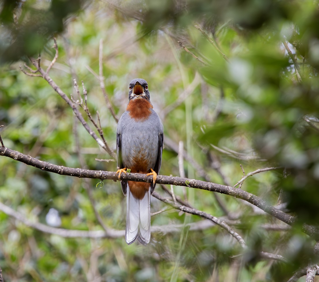 Rufous-throated Solitaire - ML619990608