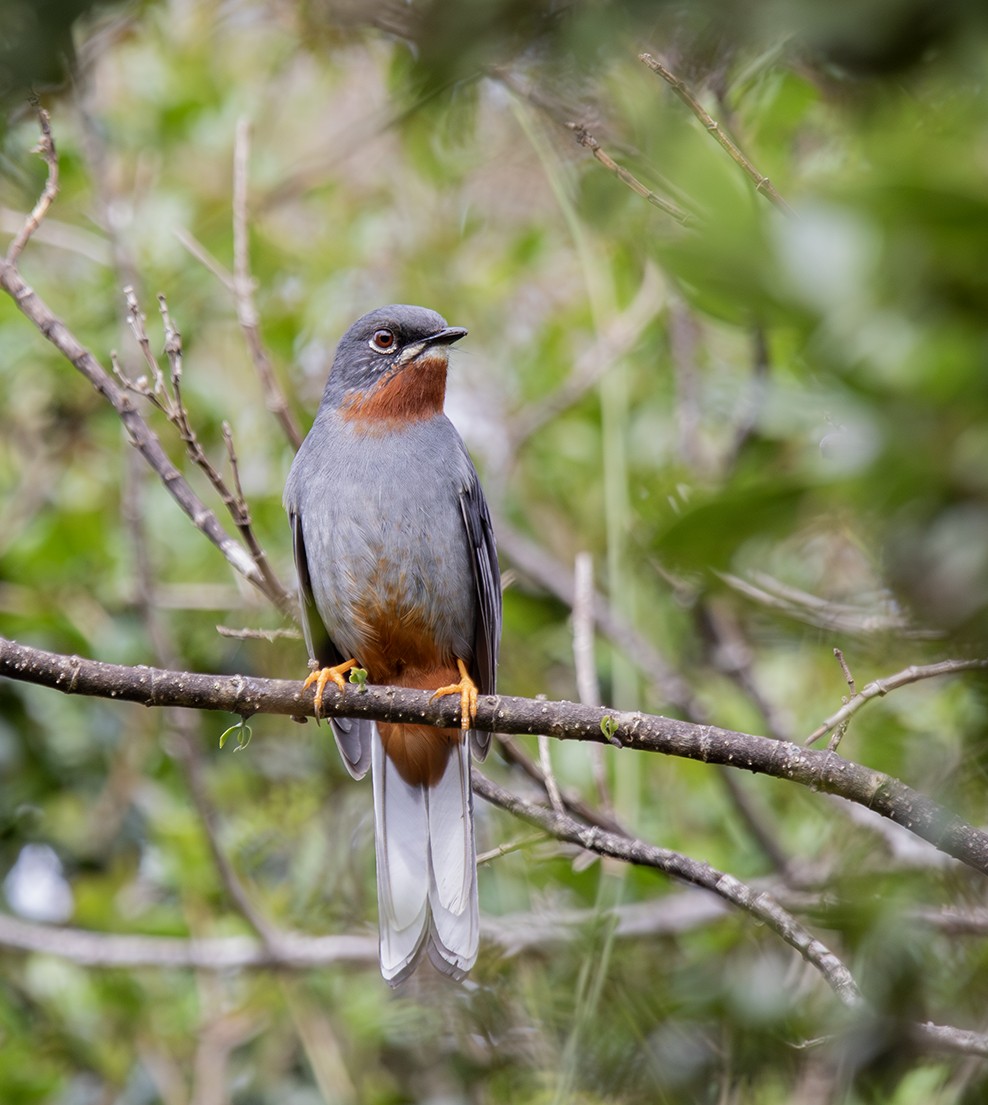 Rufous-throated Solitaire - ML619990609