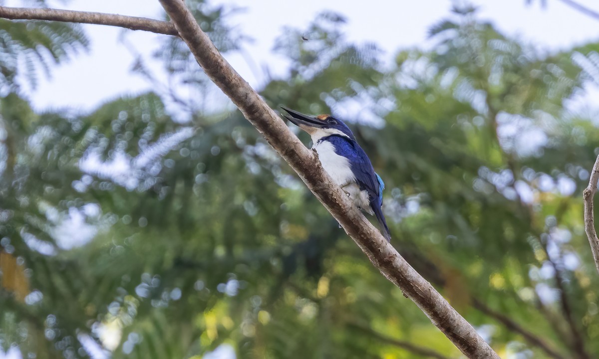 Rufous-lored Kingfisher - ML619990617