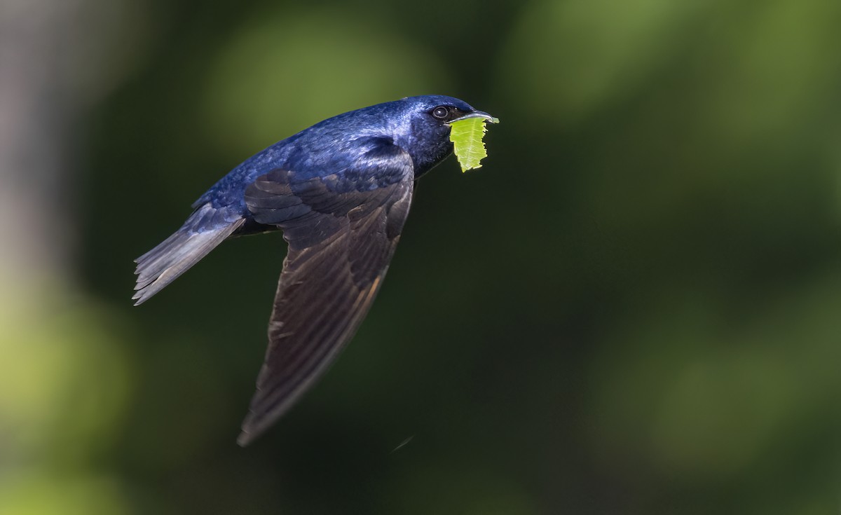 Purple Martin - ML619990624