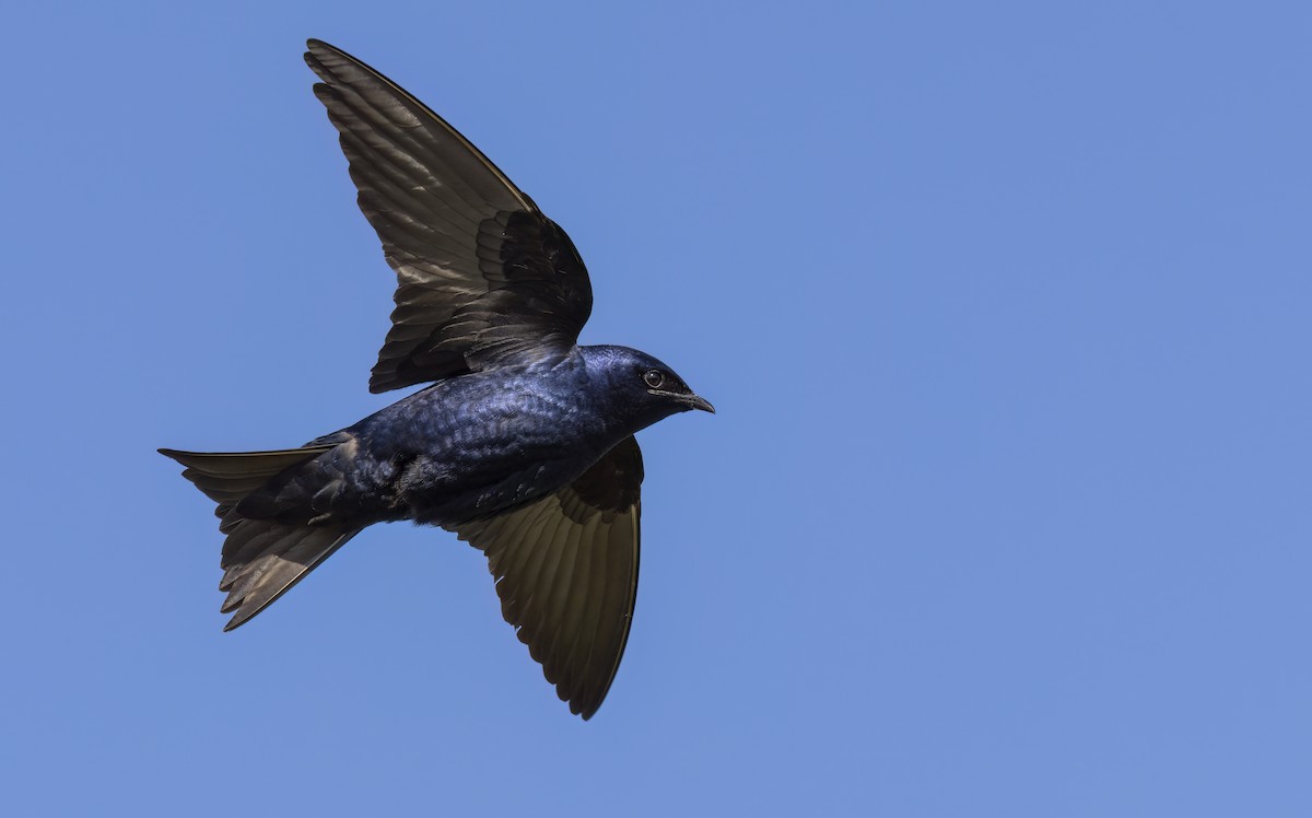 Purple Martin - ML619990625