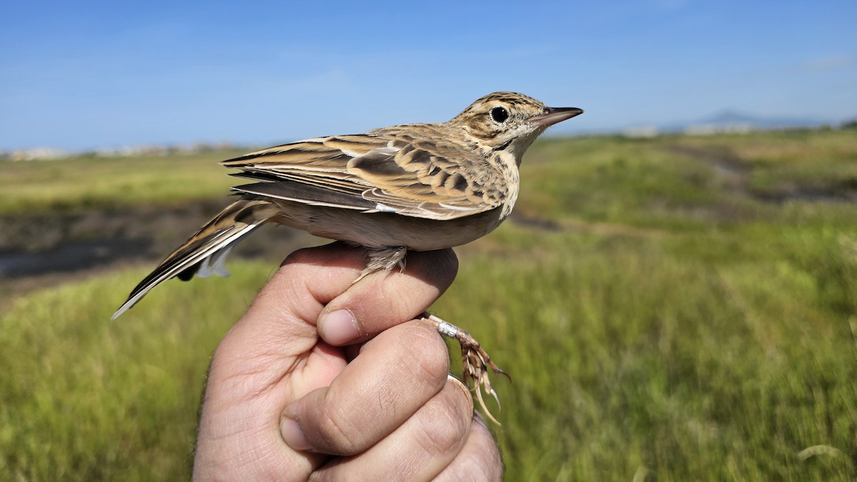 Richard's Pipit - ML619990632