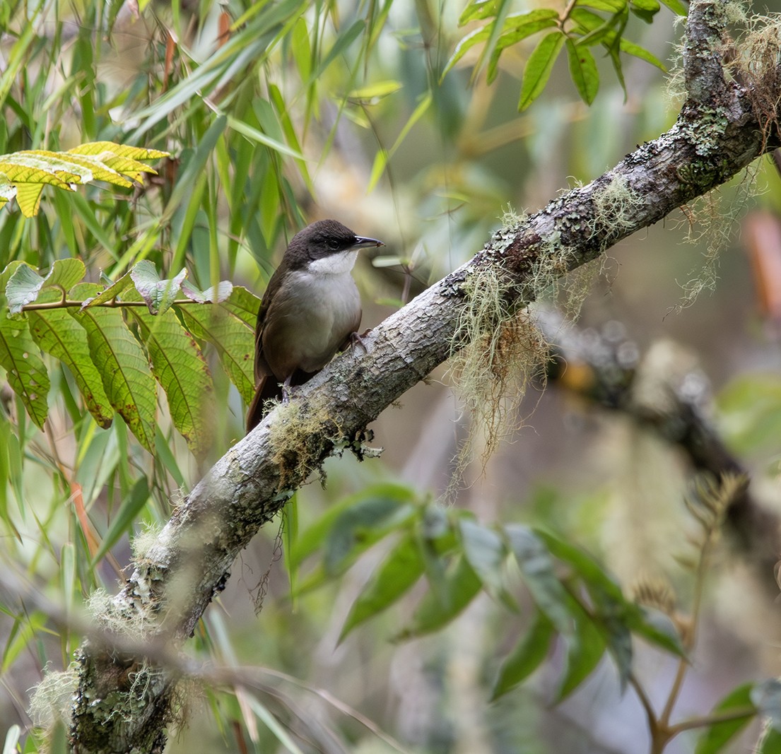 Western Chat-Tanager - ML619990636