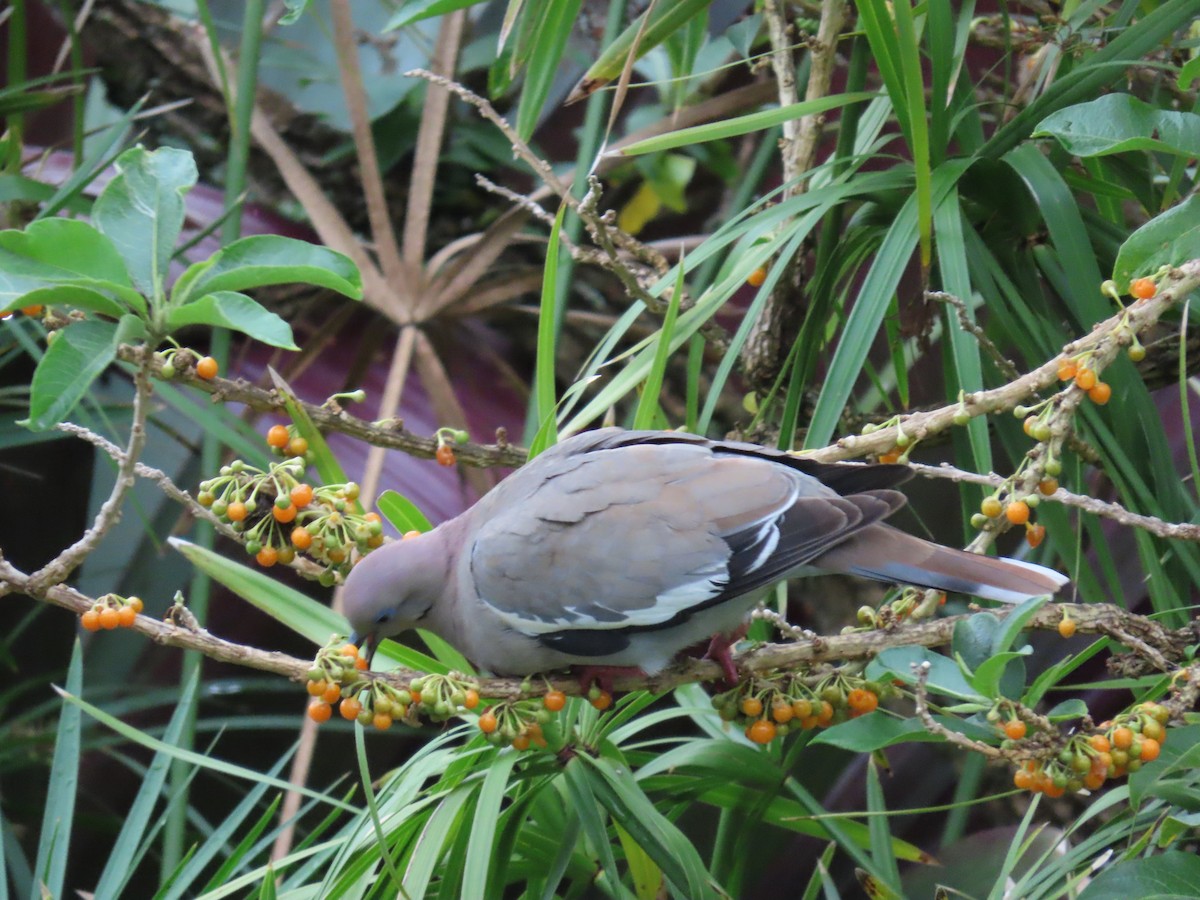 White-winged Dove - ML619990641