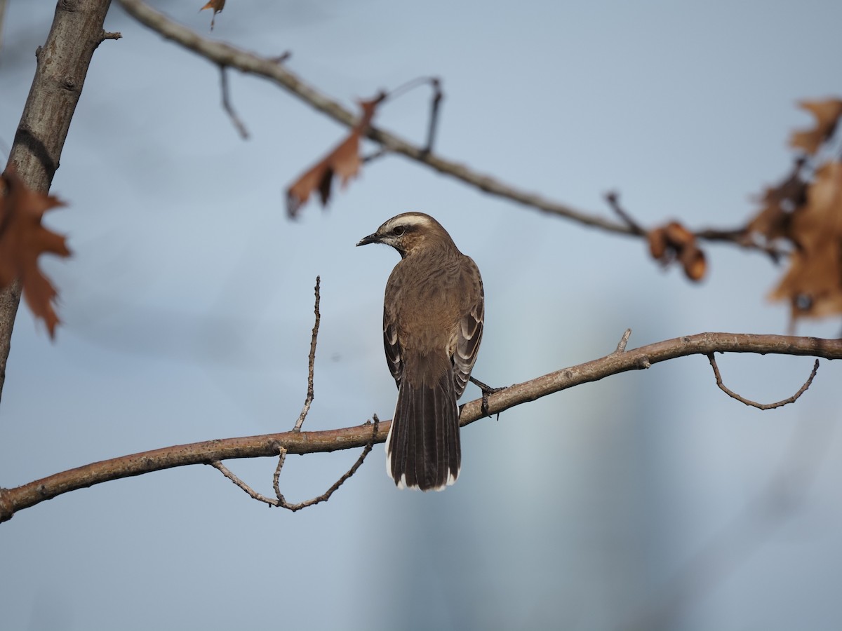 Chilean Mockingbird - ML619990646