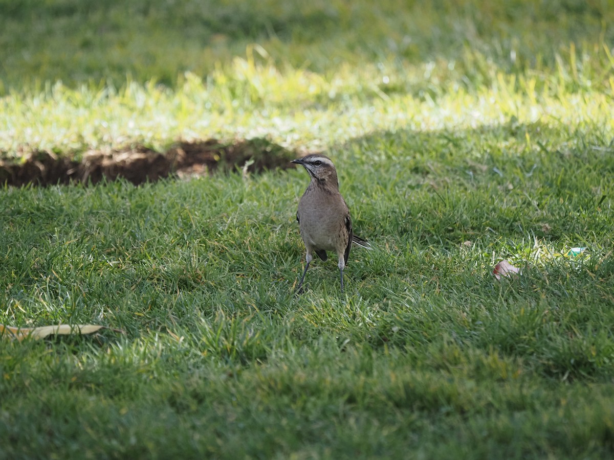 Chilean Mockingbird - ML619990651