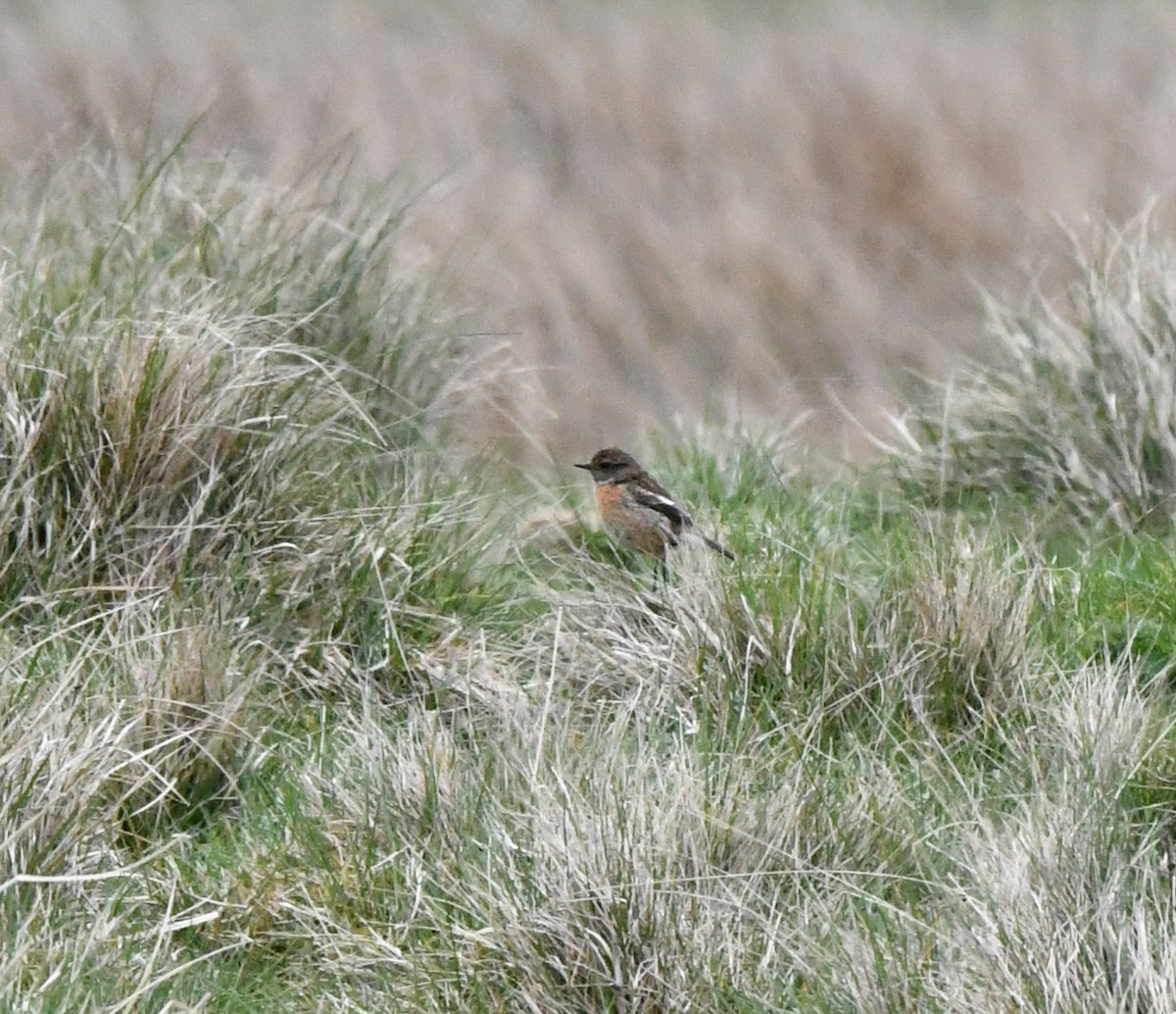 European Stonechat - ML619990658