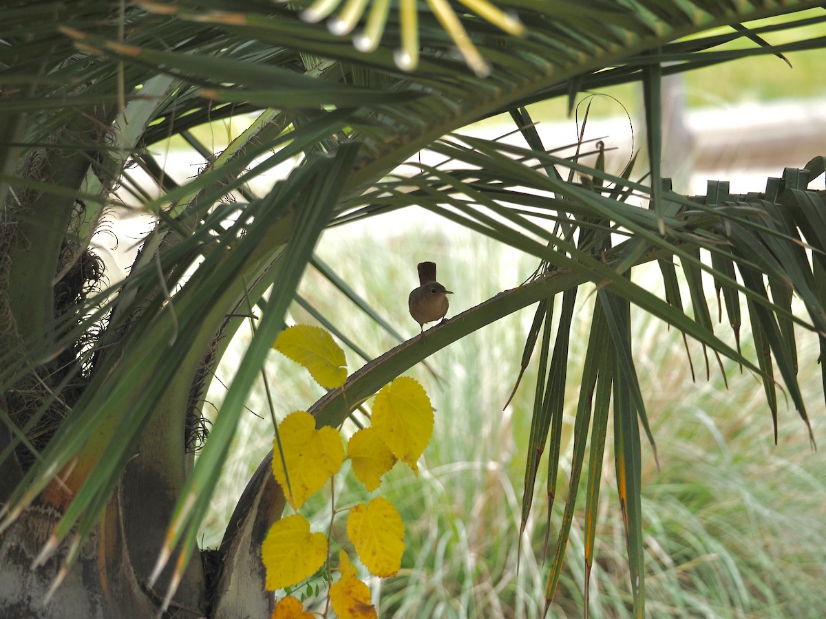 House Wren - ML619990664