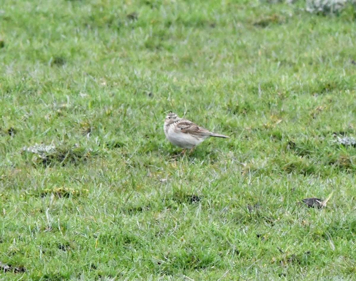 Eurasian Skylark (European) - ML619990666