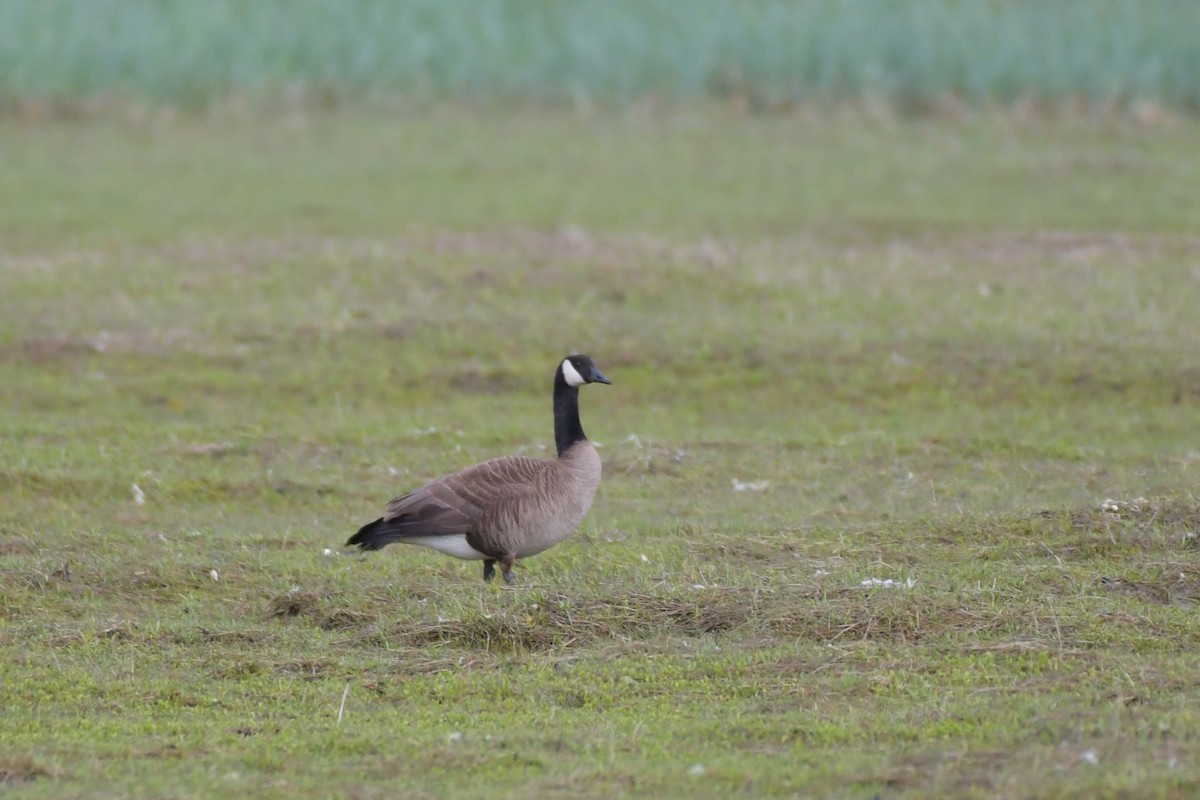 Canada Goose - ML619990677