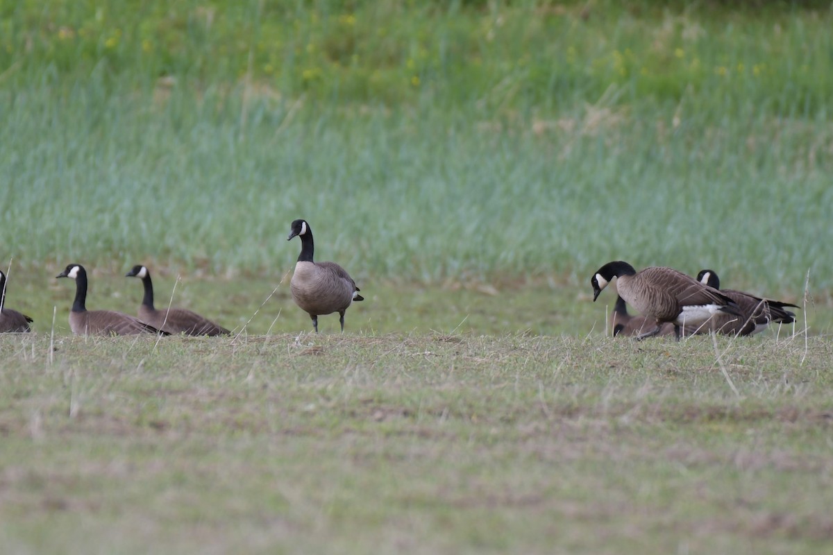 Canada Goose - ML619990681