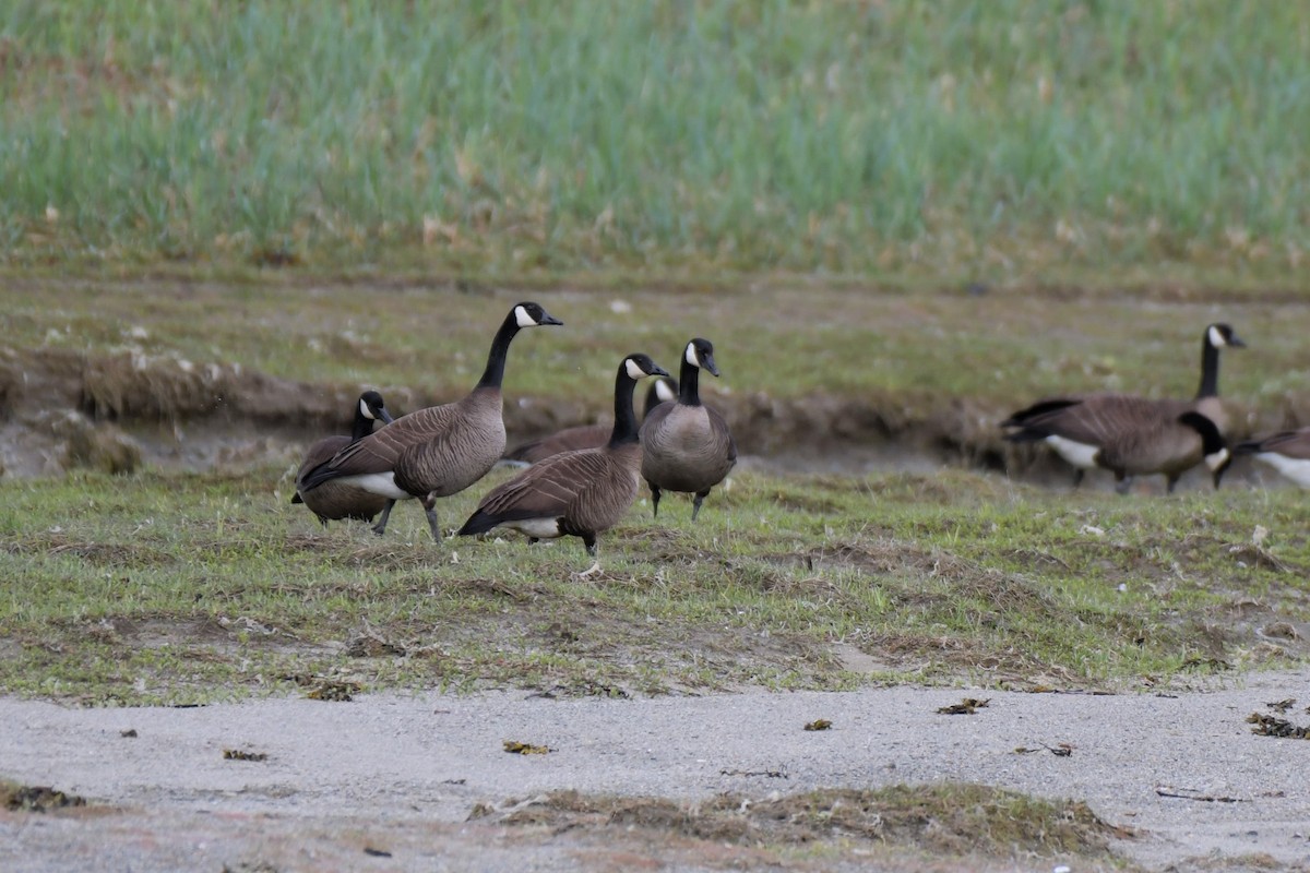 Canada Goose - ML619990685