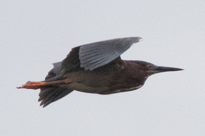 Green Heron - ML619990690