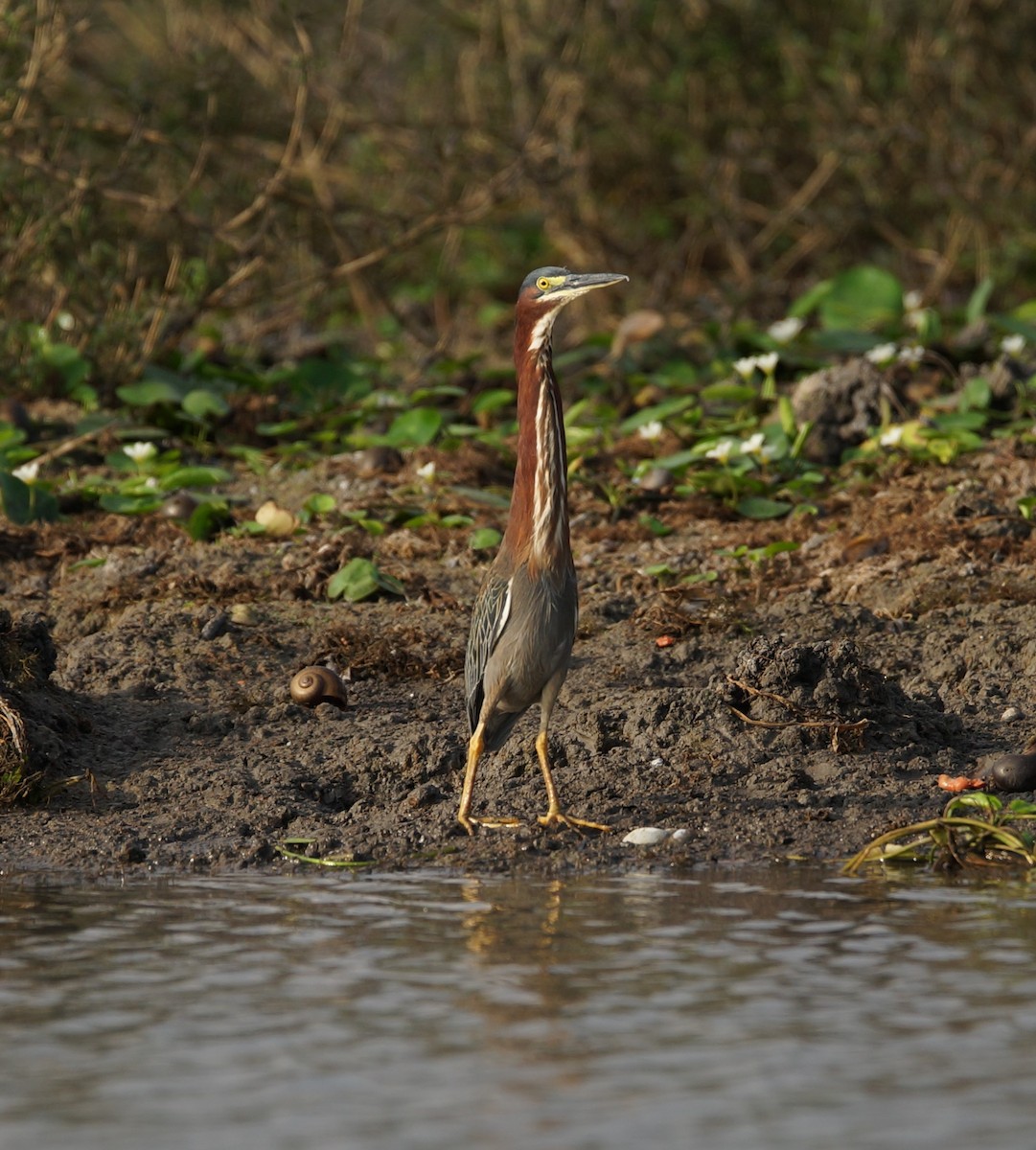 Tricolored Heron - Nancy Cox