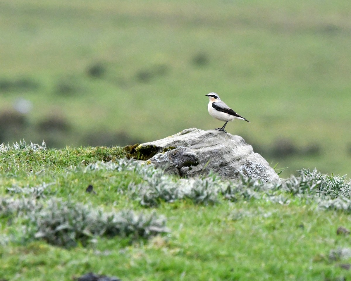 Northern Wheatear - ML619990694