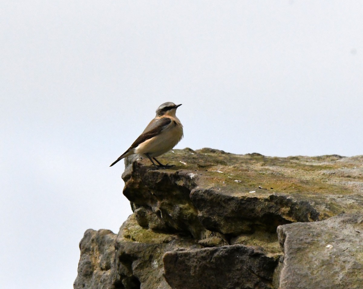 Northern Wheatear - ML619990696