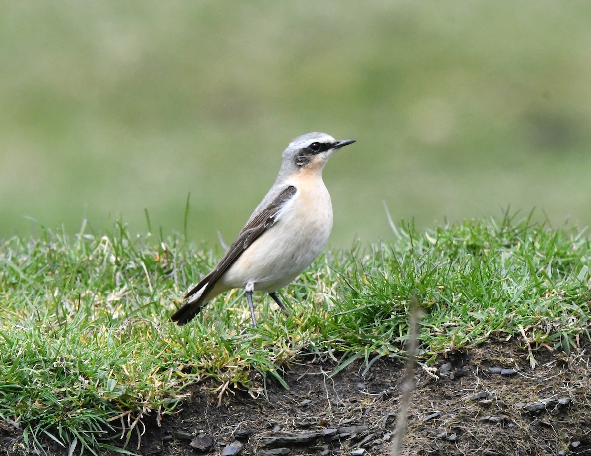 Northern Wheatear - ML619990697