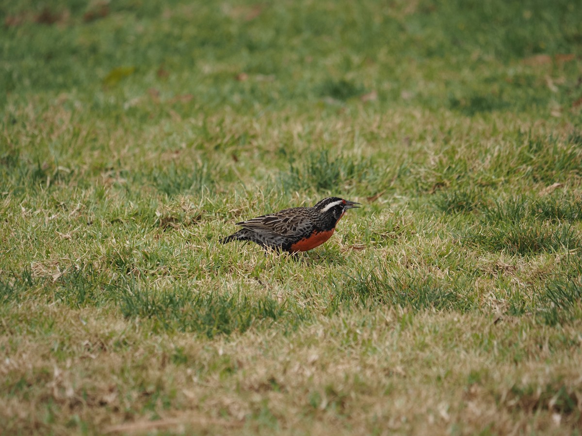 Long-tailed Meadowlark - ML619990699