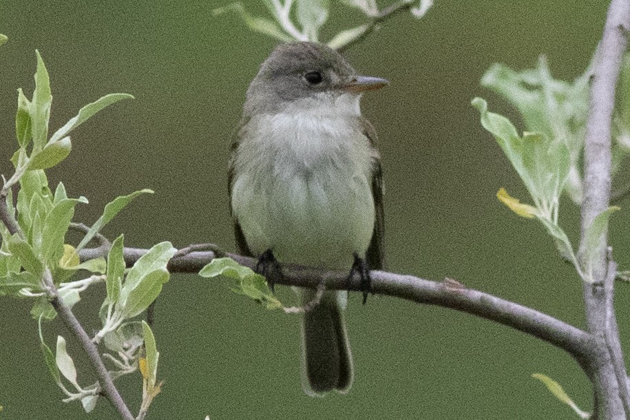 Willow Flycatcher - ML619990705