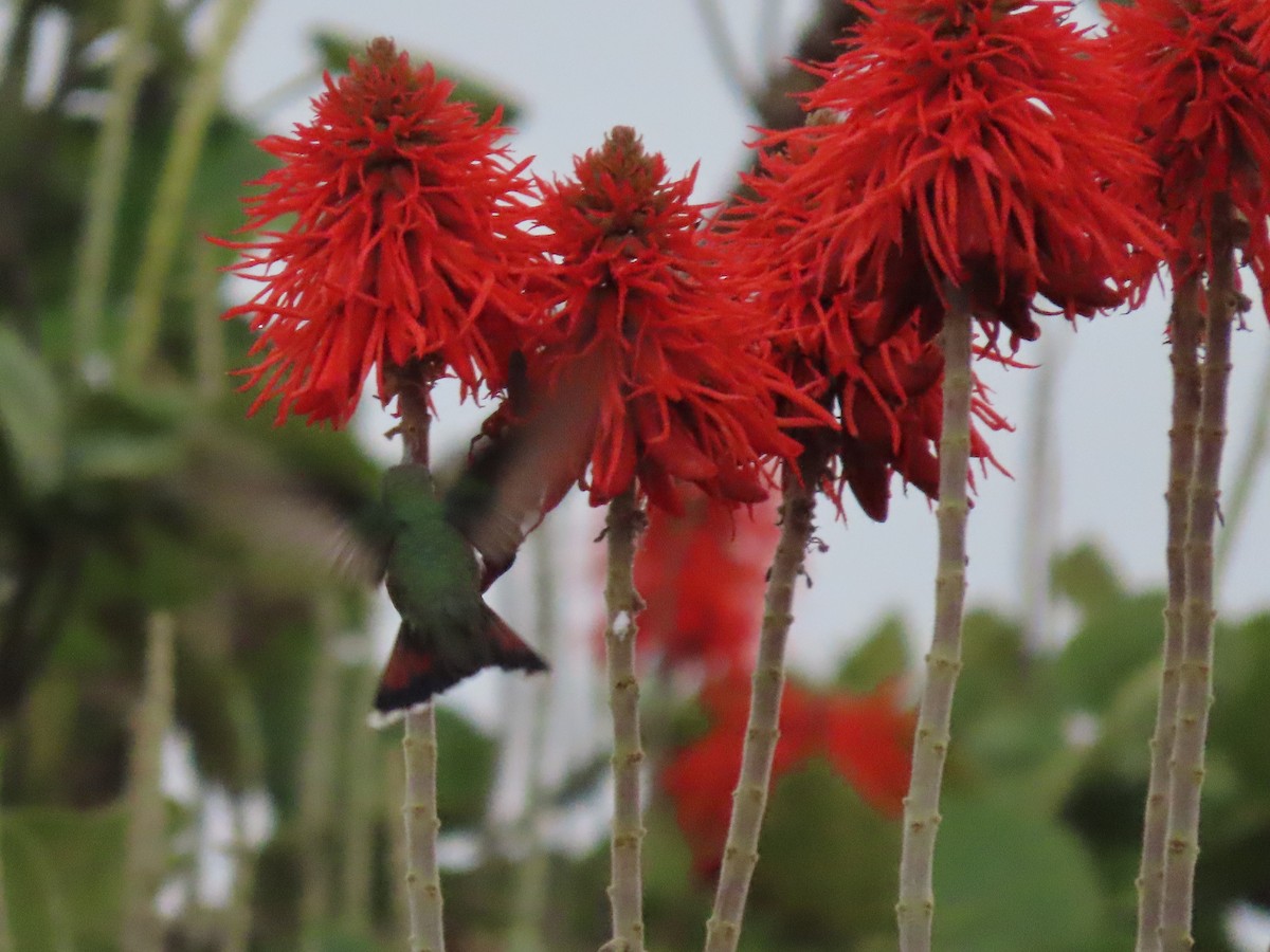 Rufous-tailed Hummingbird - ML619990710