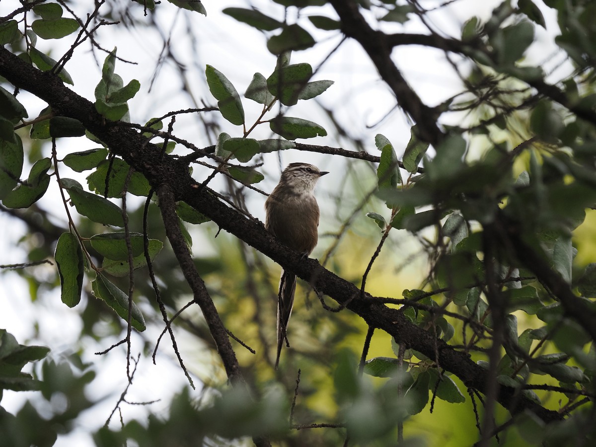 Plain-mantled Tit-Spinetail - ML619990712