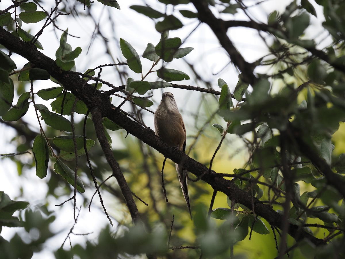 Plain-mantled Tit-Spinetail - ML619990713