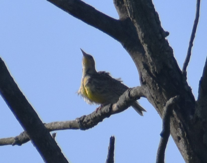 Eastern Meadowlark - ML619990714