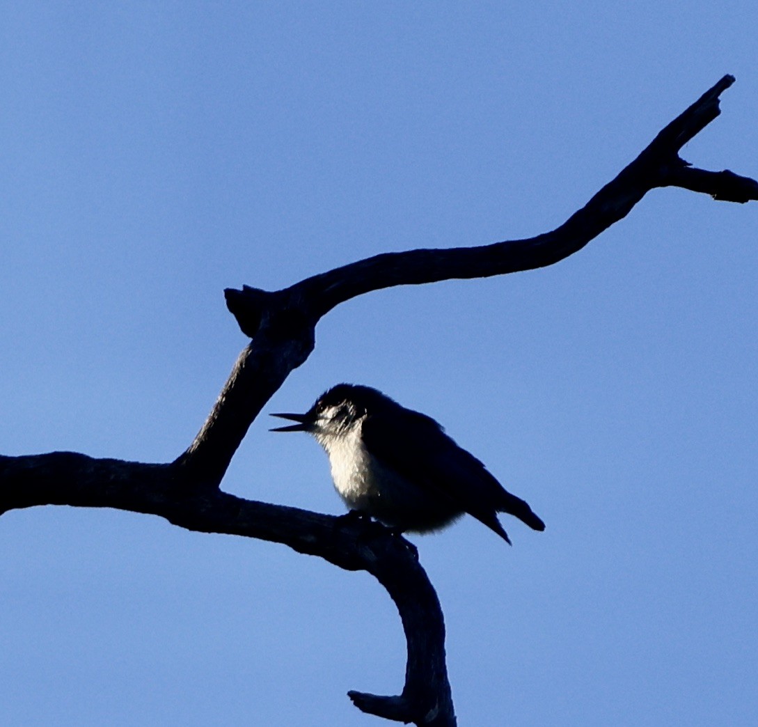 Pygmy Nuthatch - ML619990718