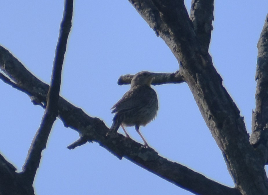 Eastern Meadowlark - ML619990729