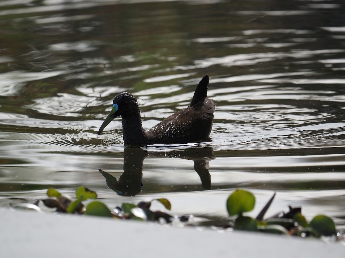 Plumbeous Rail - ML619990731