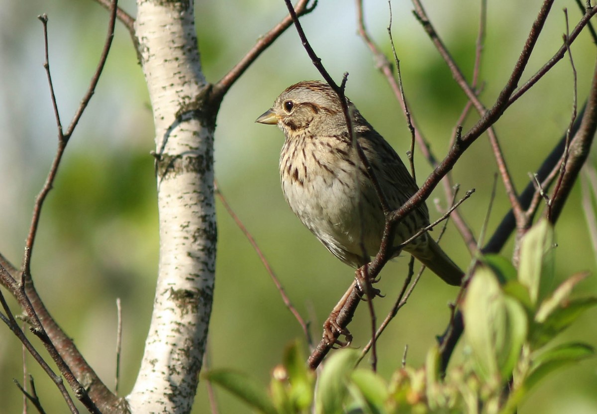 Lincoln's Sparrow - ML619990737