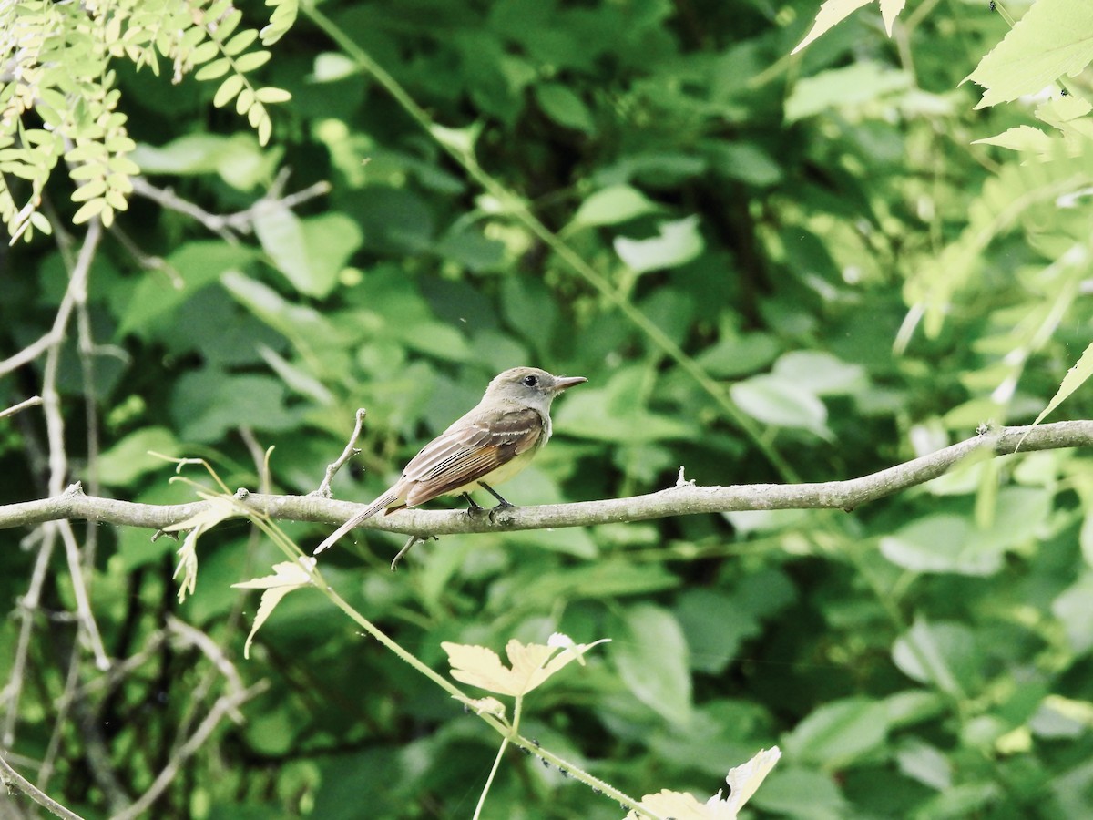 Great Crested Flycatcher - ML619990739