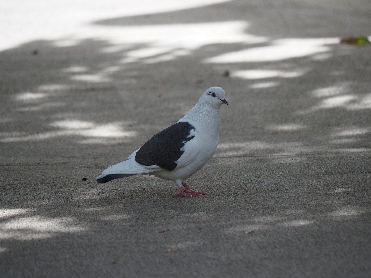 Rock Pigeon (Feral Pigeon) - ML619990743