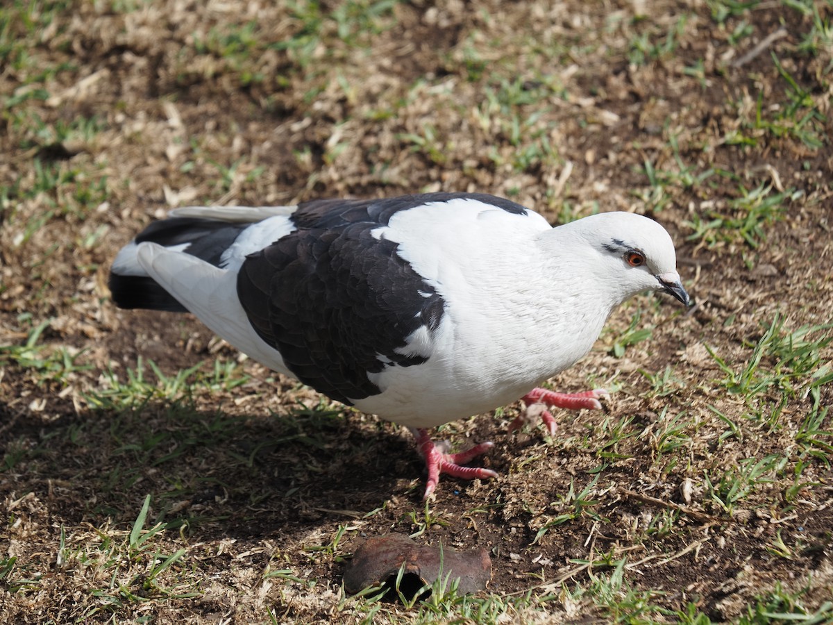 Rock Pigeon (Feral Pigeon) - ML619990744