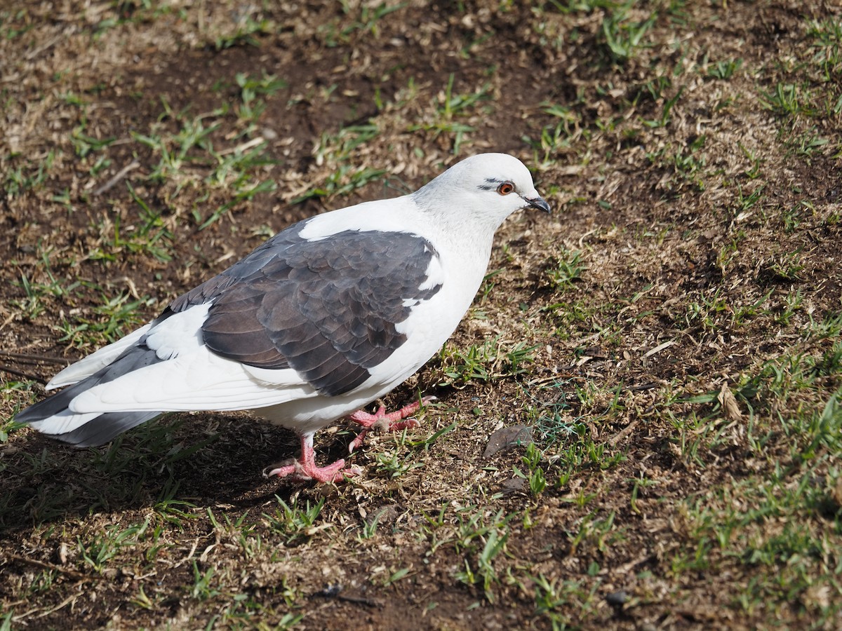 Rock Pigeon (Feral Pigeon) - ML619990745
