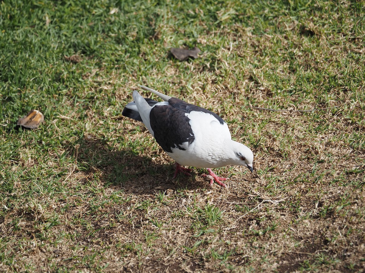 Rock Pigeon (Feral Pigeon) - ML619990746