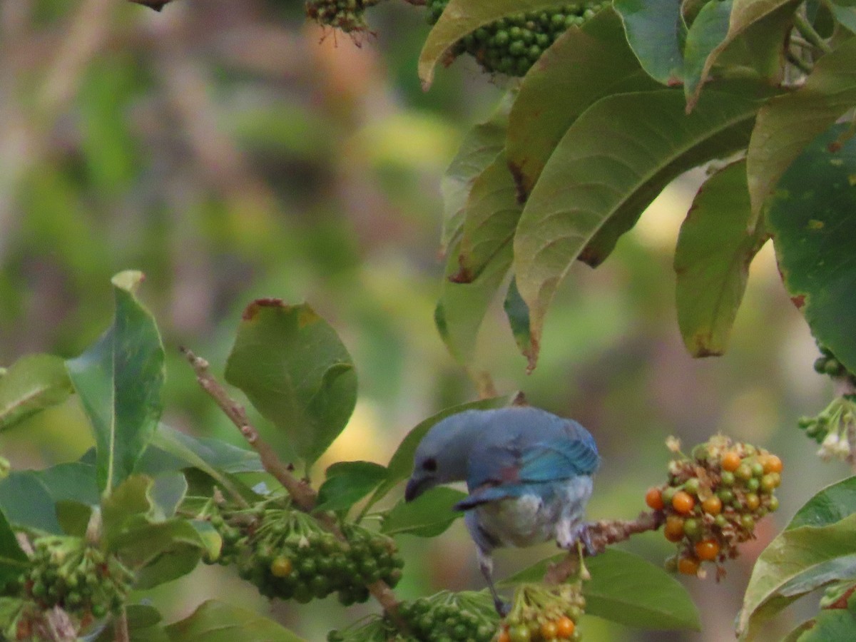 Blue-gray Tanager - ML619990752