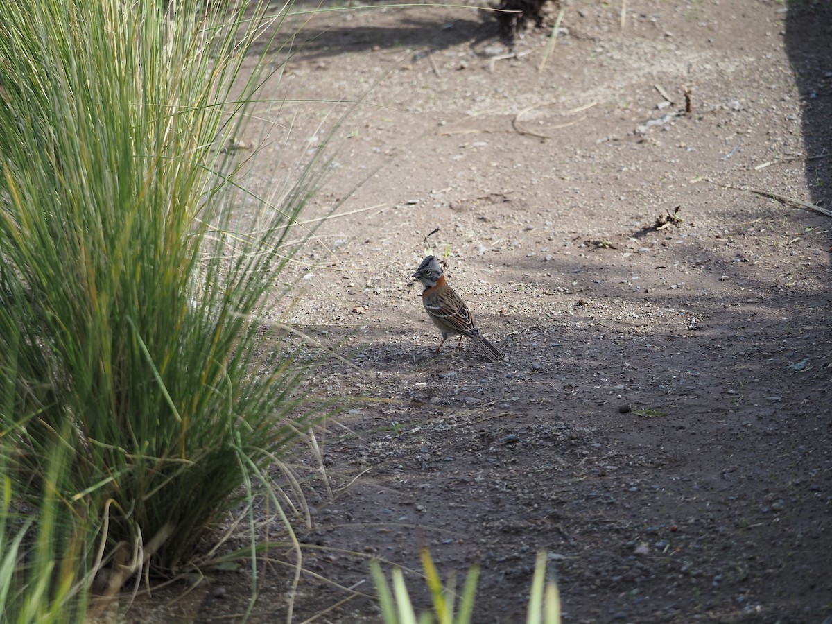 Rufous-collared Sparrow - ML619990753