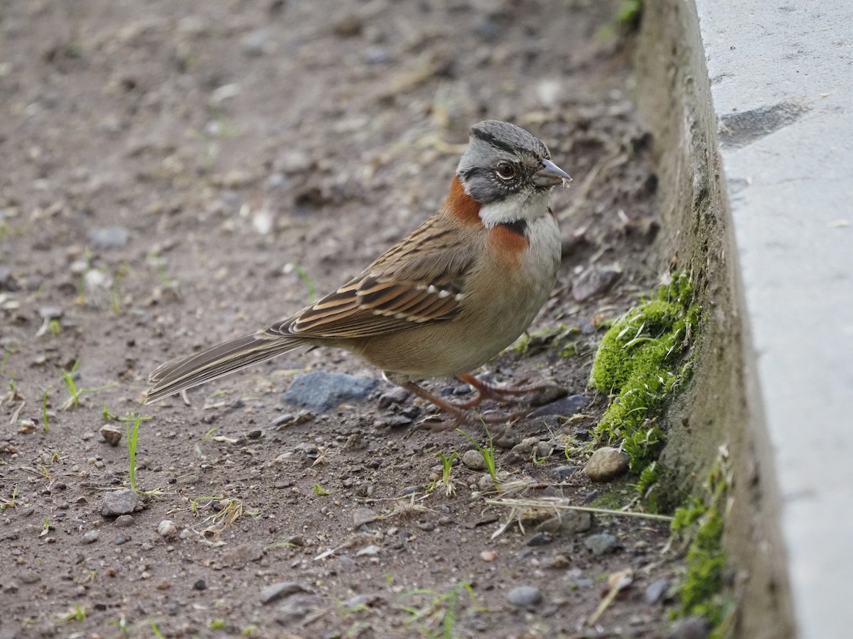 Rufous-collared Sparrow - ML619990754