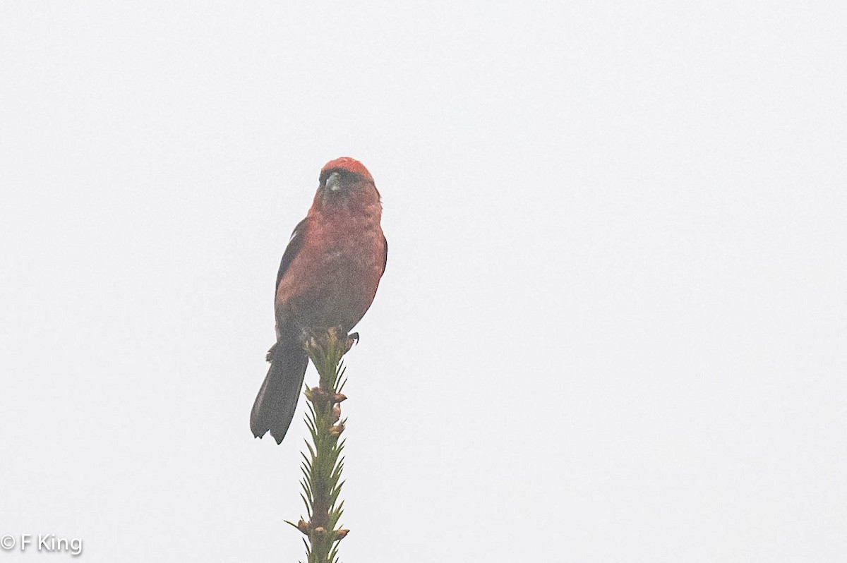 White-winged Crossbill - ML619990756