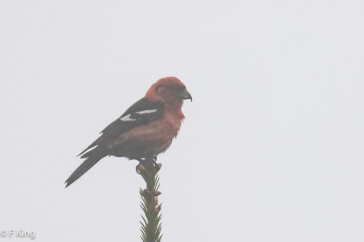 White-winged Crossbill - ML619990757