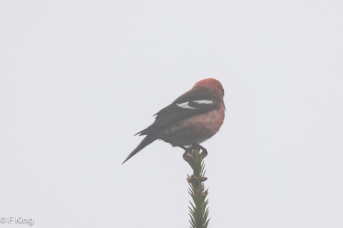 White-winged Crossbill - ML619990760