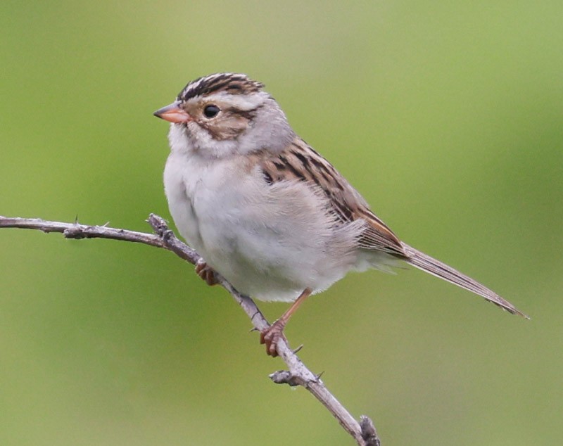 Clay-colored Sparrow - ML619990762