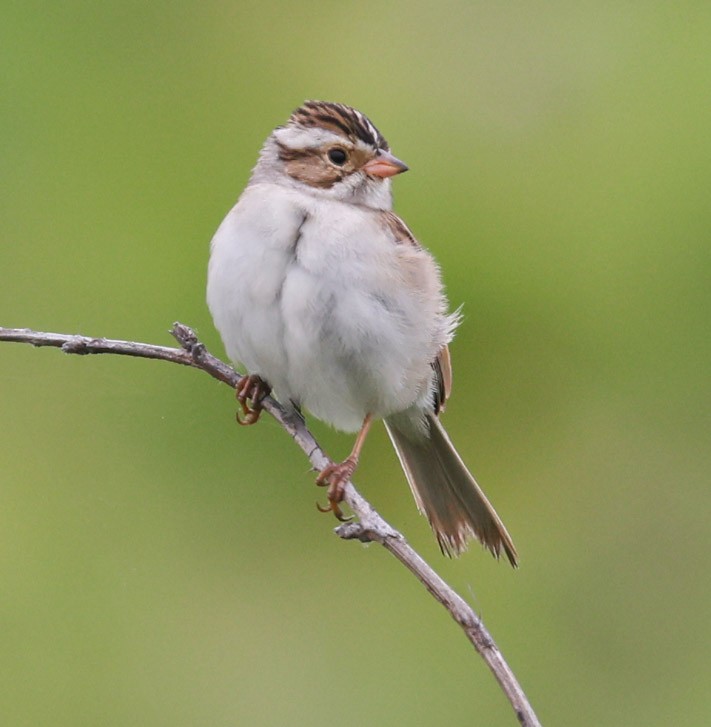 Clay-colored Sparrow - ML619990763