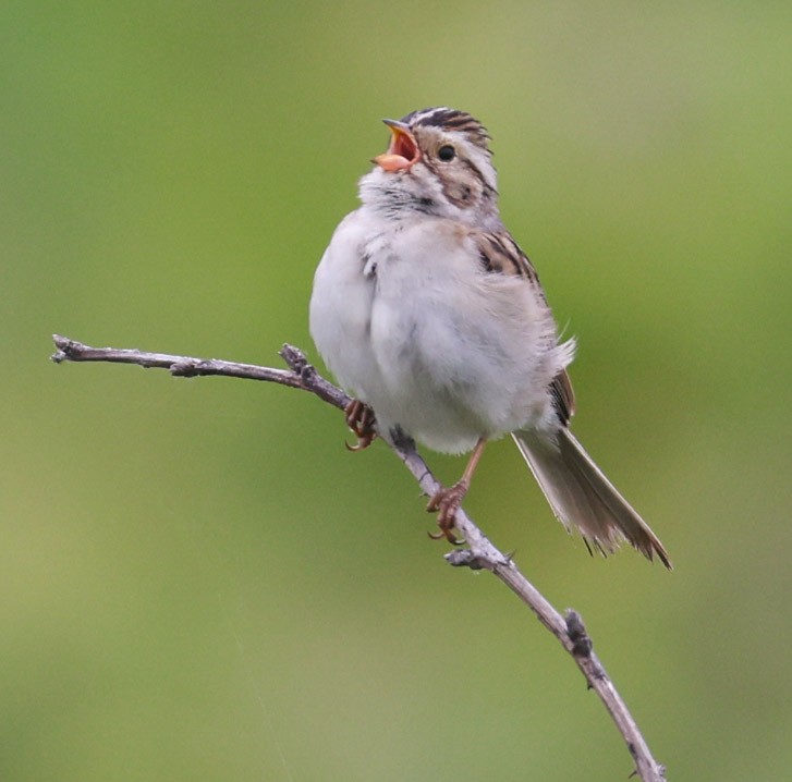 Clay-colored Sparrow - ML619990764
